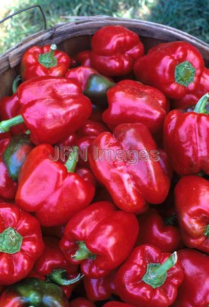 Pepper ''Tasty Hybrid'