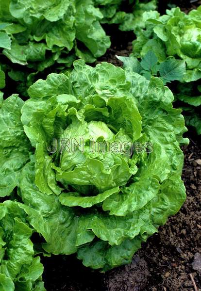 Lettuce 'Buttercrunch'