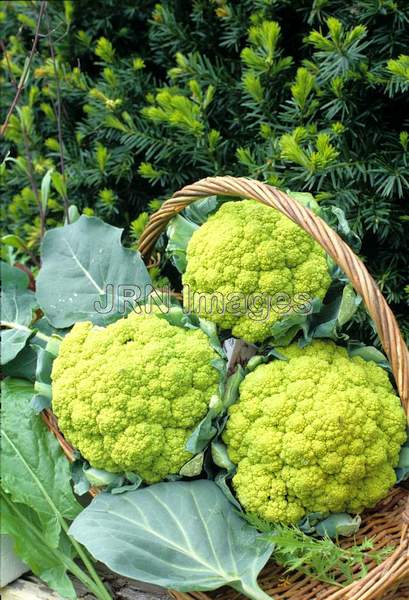 Cauliflower 'Green Goddess'