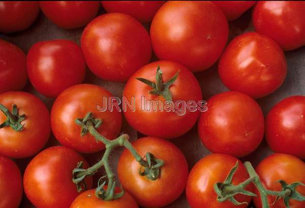 Tomato 'Early Cascade'