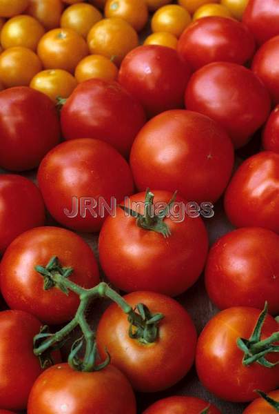 Tomato 'Early Cascade'