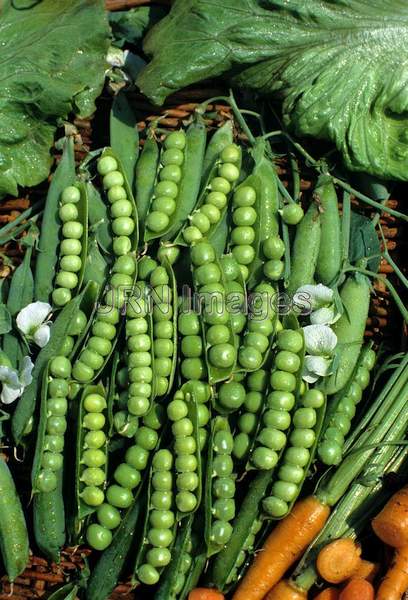 Pea 'Early Freezer'