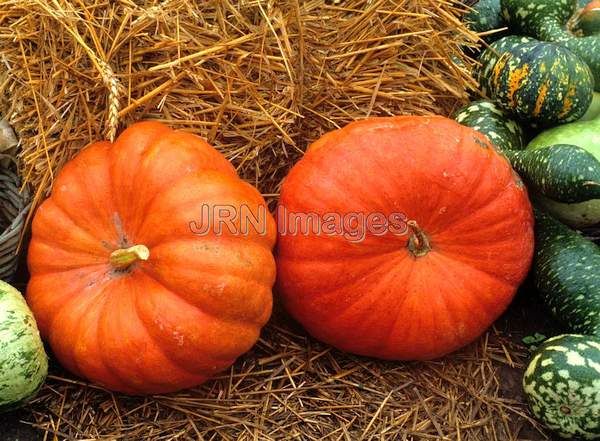 Pumpkin 'Rouge d'Etamps'