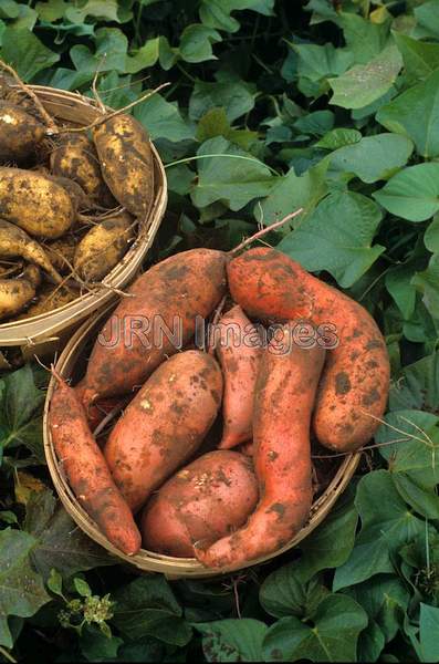 Sweet potato 'Beauregard'