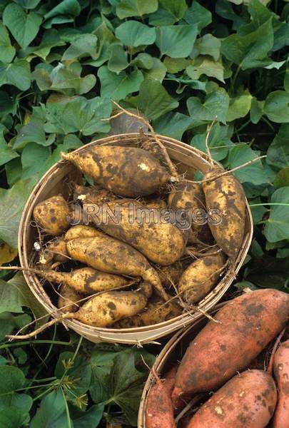 Sweet potato 'Jersey gold'