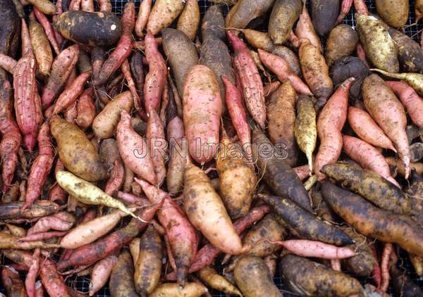 Sweet potato mixed kinds