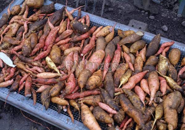 Sweet potato mixed kinds