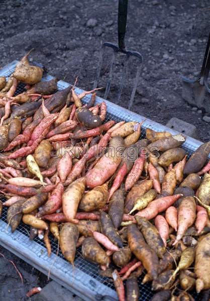 Sweet potato mixed kinds