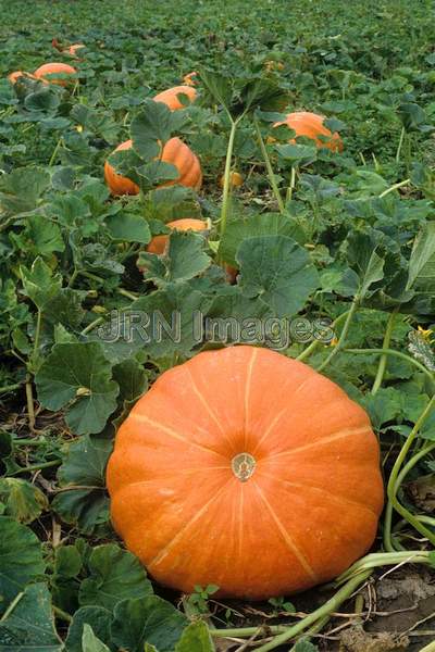 Pumpkin 'Prizewinner'