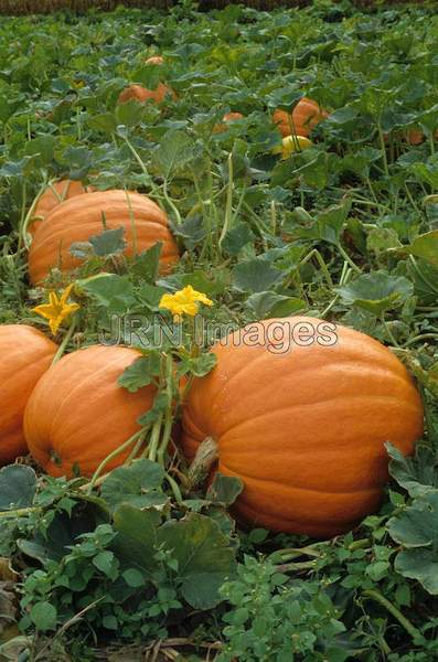 Pumpkin 'Prizewinner'