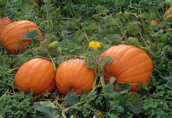 Pumpkin 'Prizewinner'