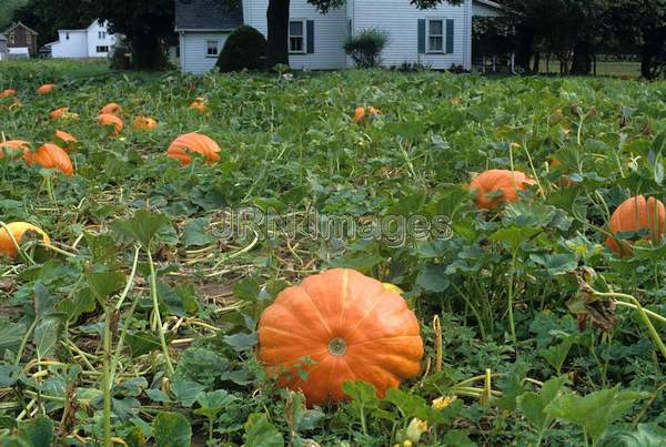 Pumpkin 'Prizewinner'