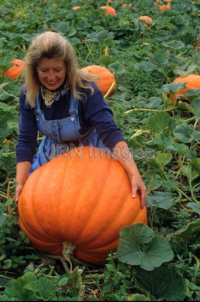 Pumpkin 'Prizewinner'