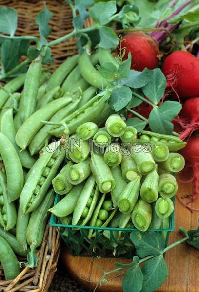 Snap pea 'Sugar Snap'