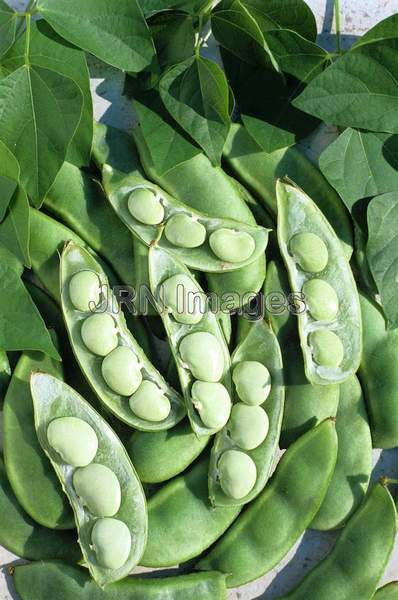 Lima bean 'Fordhook'