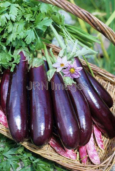 Eggplant 'Little Finger'