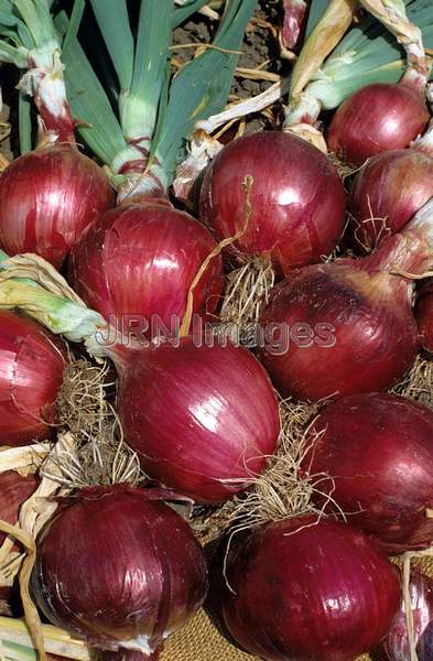 Onion 'Red Globe'