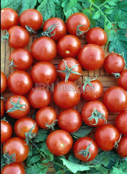 Tomato 'Tiny Tim'