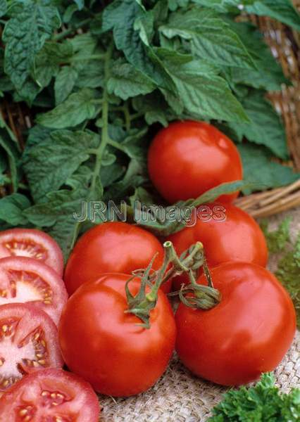 Tomato 'Early Girl'