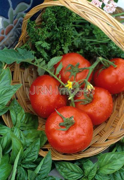 Tomato 'Early Girl'