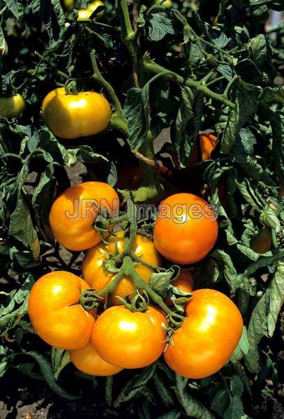 Tomato 'Lemon Brandywine'