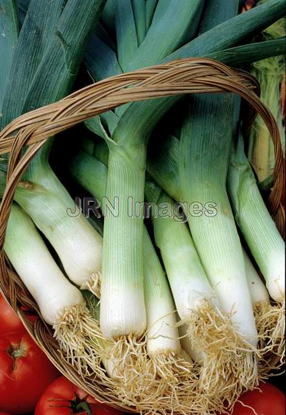 Leek 'Musselburg'