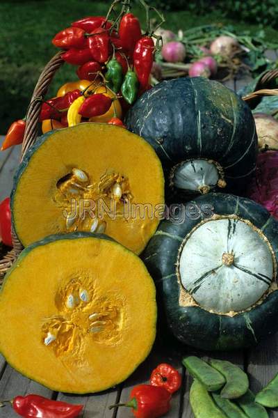 Squash 'Buttercrup'