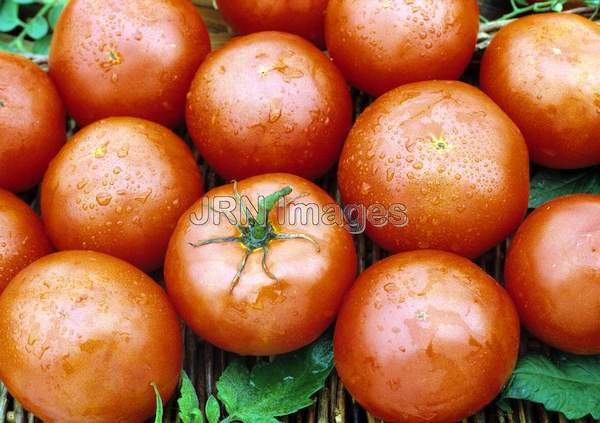 Tomato 'Early Girl'