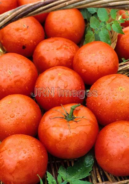 Tomato 'Early Girl'