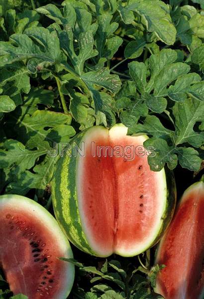 Watermelon 'Crimson Sweet'