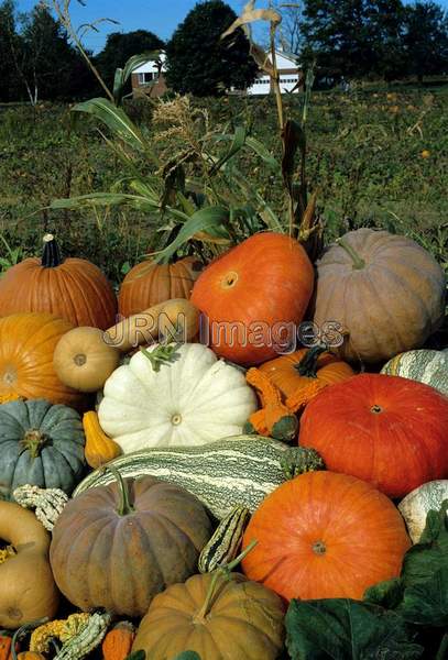 Pumpkin display