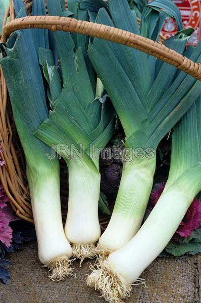 Leek 'Prizetaker'