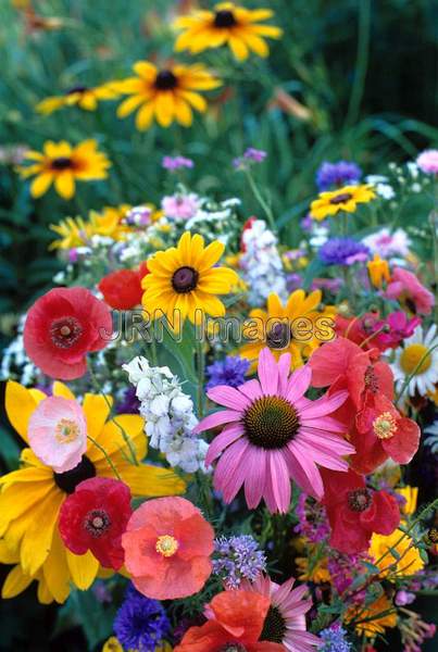 Meadow wildflowers