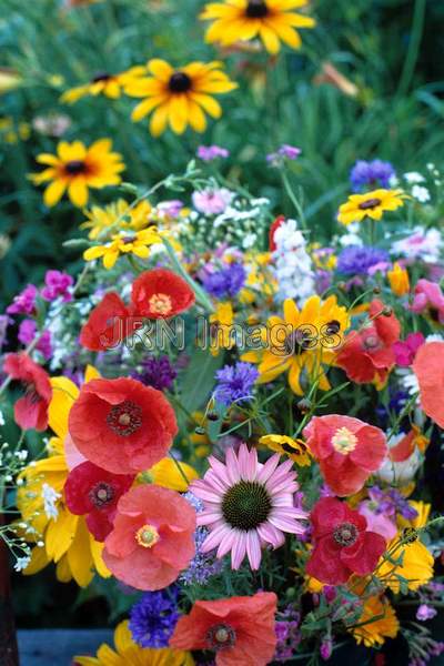 Meadow wildflowers