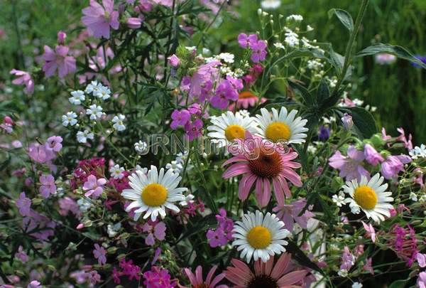 Meadow wildflowers