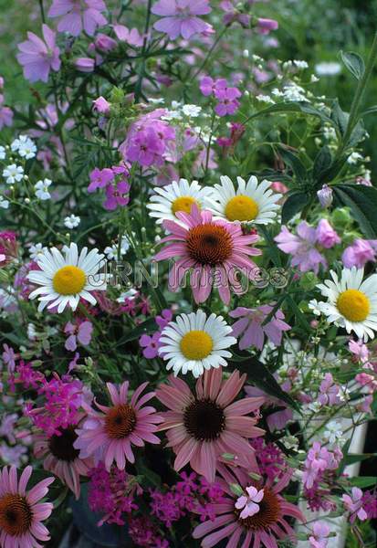 Meadow wildflowers