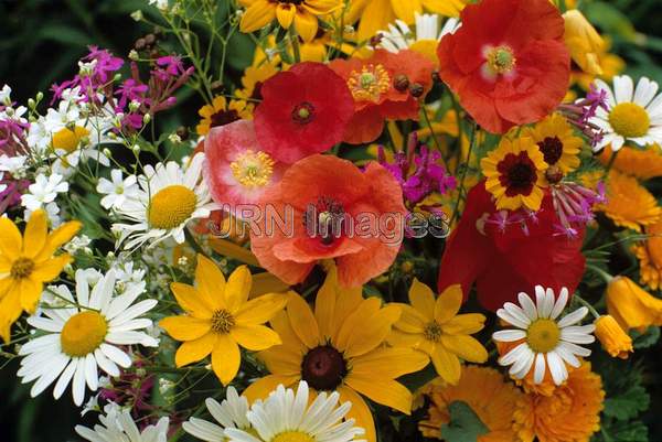 Meadow wildflowers