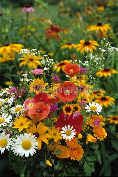 Wildflower meadow