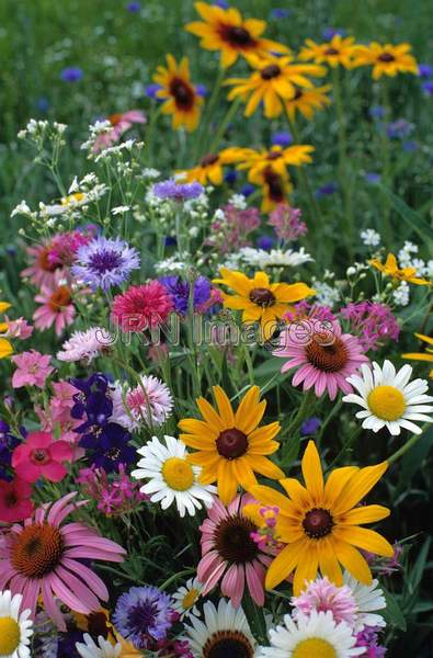 Meadow wildflowers