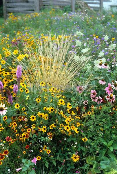 Prairie wildflowers