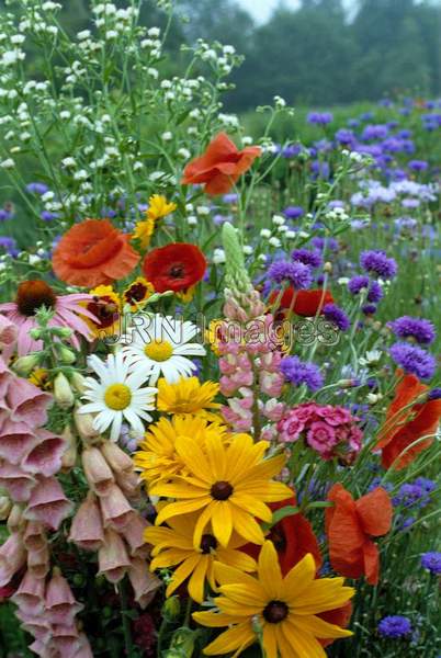 Meadow wildflowers