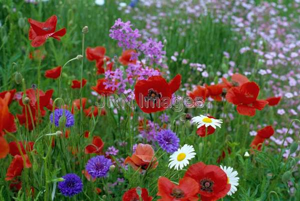 Meadow wildflowers