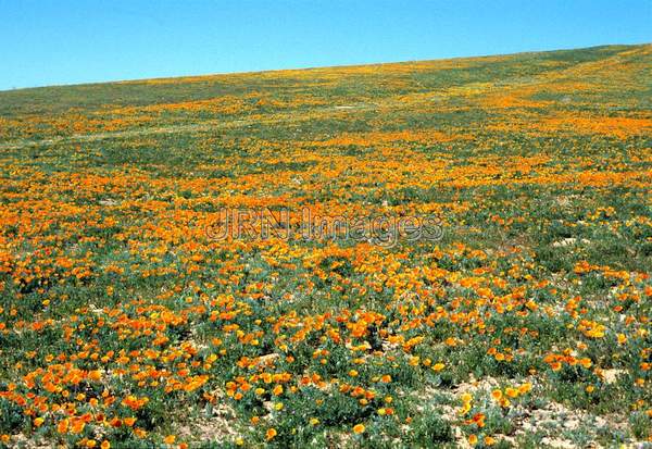 Eschscholtzia californica