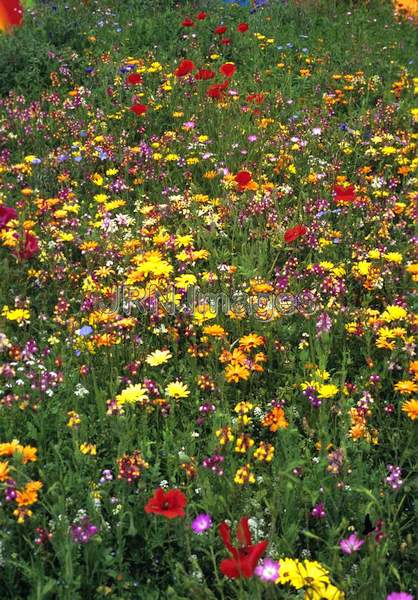 Meadow wildflowers