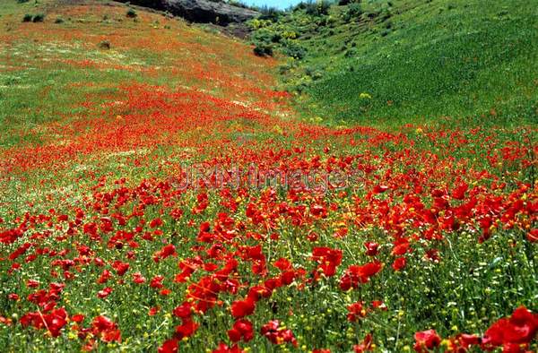 Poppy field