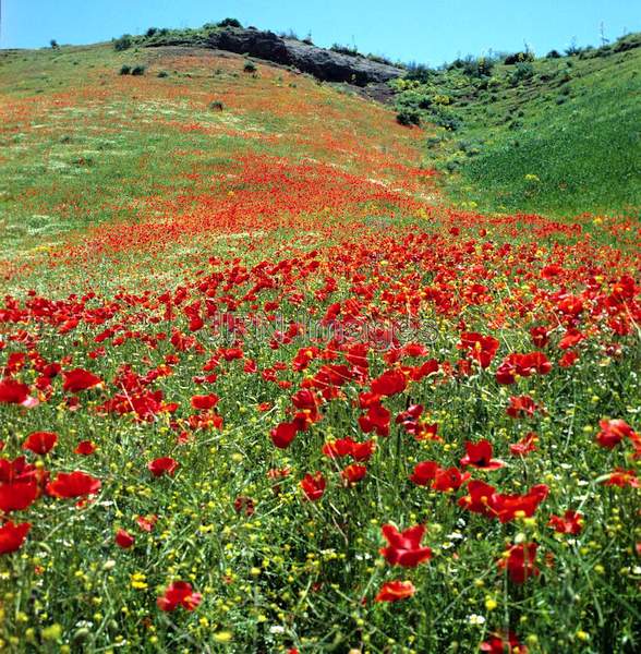 Papaver rhoeas