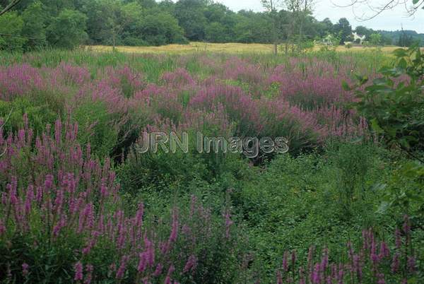 Lythrum salicaria