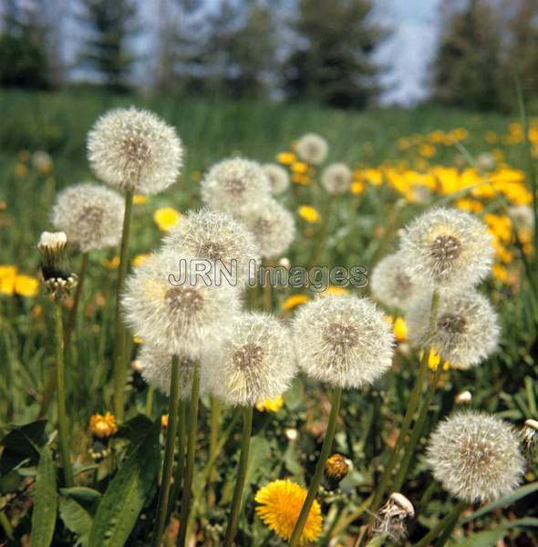 Taraxacum officinale