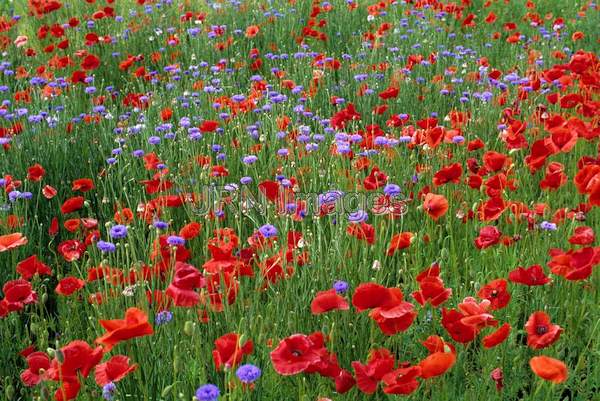 Poppy field