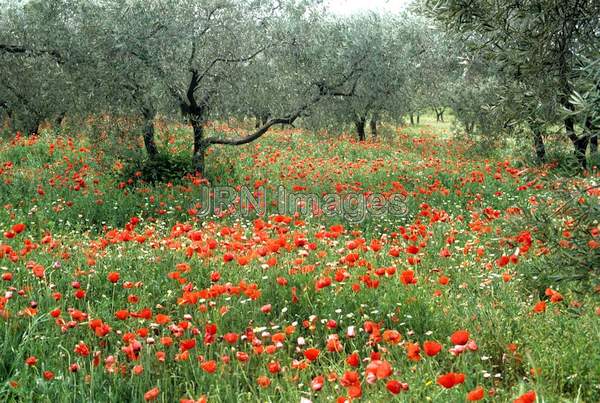 Provence poppy field